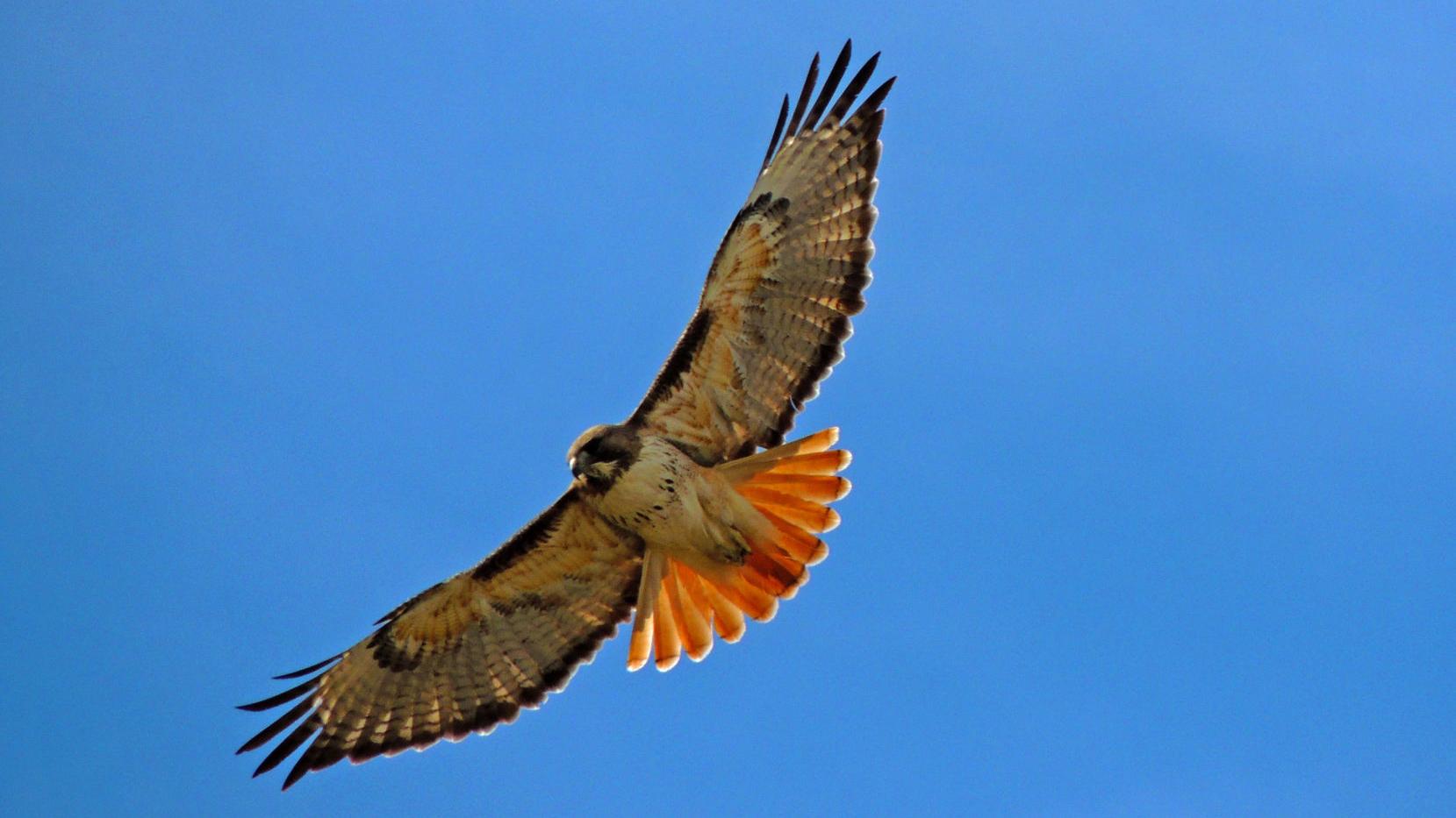 You can join in the Christmas Bird Count at Saguaro Park west of Tucson